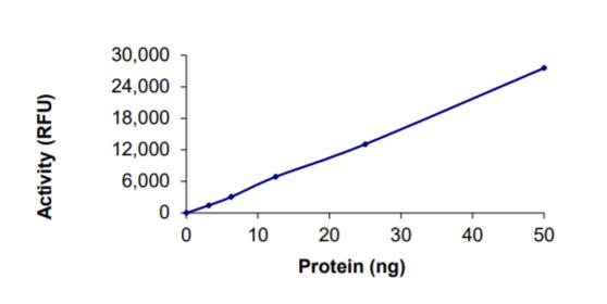 The specific activity of Cas12 (LbCpf1) was determined to be 11.4 nmol/min/mg as per activity assay protocol.